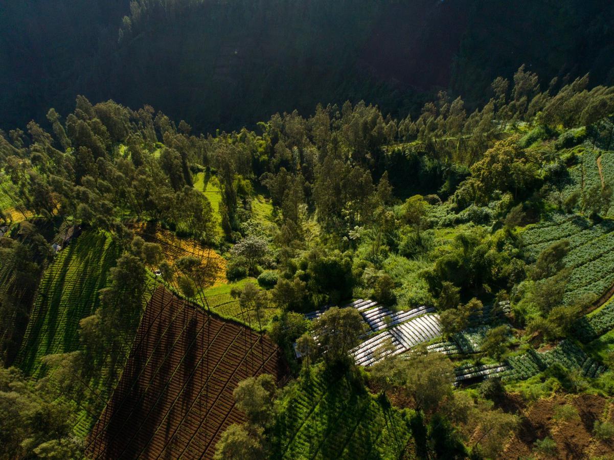 Plataran Bromo Otel Dış mekan fotoğraf